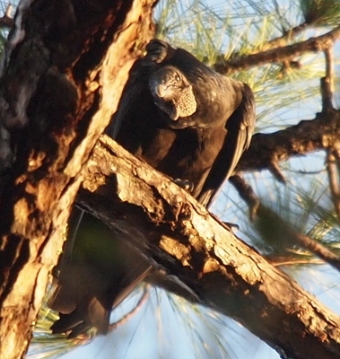 [A black vulture perched on a large branch of a pine tree has its head bent downward so it is looking directly at the camera.]